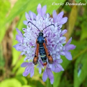Pyropteron chrysidiformis
