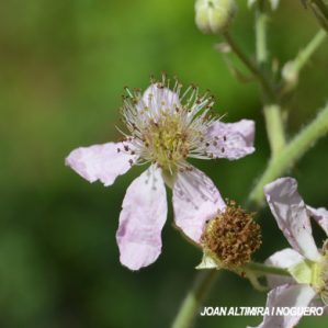 Rubus praecox