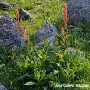 Rumex acetosa subsp. amplexicaulis