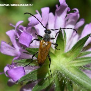 Stictoleptura rubra