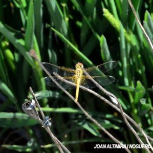 Sympetrum flaveolum