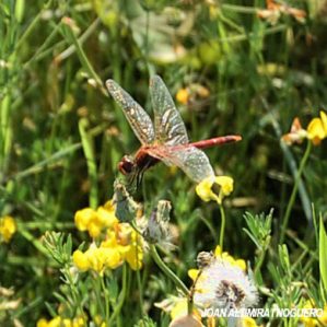 Sympetrum sanguineum