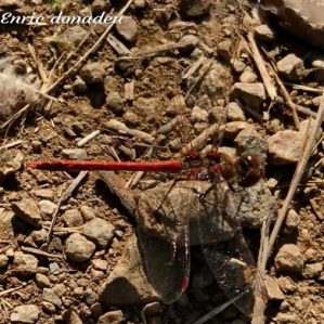 Sympetrum striolatum