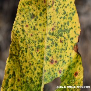 Uromyces rumicis. (Pat)