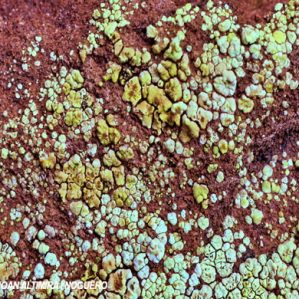 Acarospora huefleriana