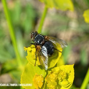 Nemoraea pellucida