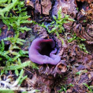 Peziza violacea