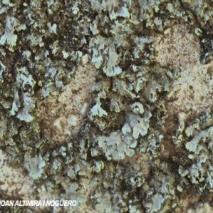 Phaeophyscia cernohorsky
