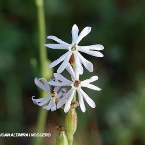 Silene legionensis