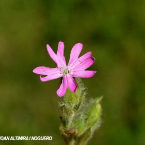 Silene tridentata
