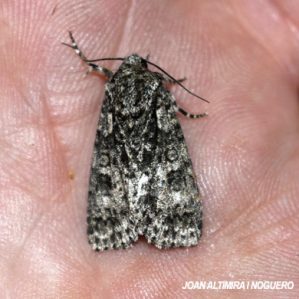 Acronicta rumicis