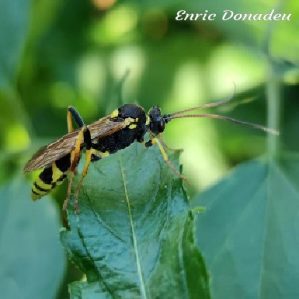Amblyteles armatorius