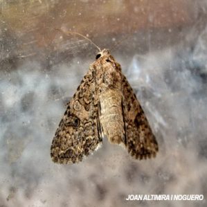 Anarta trifolii