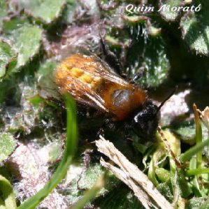 Andrena fulva