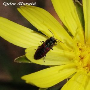 Anthaxia parallela