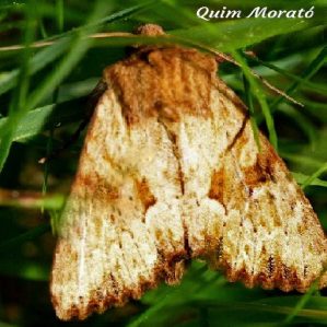 Apamea sublustris