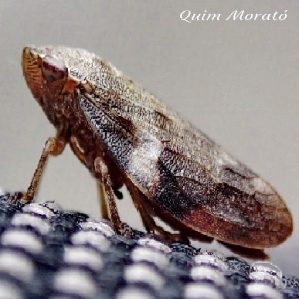 Aphrophora alni