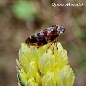 Aphrophora corticea