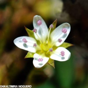 Arenaria fontqueri subsp. hispanica