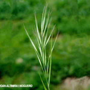 Bromus diandrus subsp diandrus