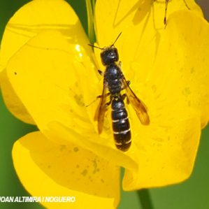 Chelostoma emarginatum