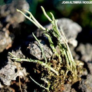 Cladonia gracilis