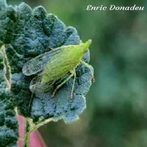 Dictyophara europaea