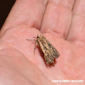 Euxoa aquilina