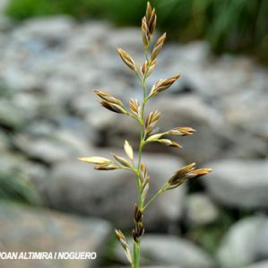 Festuca paniculata
