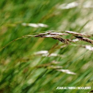 Festuca eskia