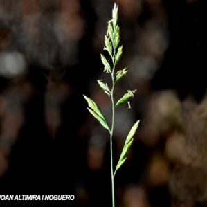 Festuca ovina