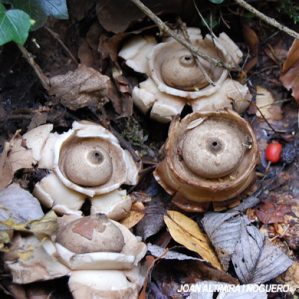 Geastrum triplex