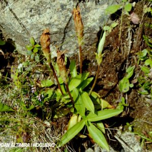 Gentiana acaulis subsp. angustifolia