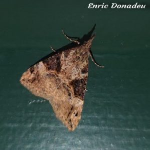 Hypena obsitalis