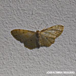 Idaea deversaria