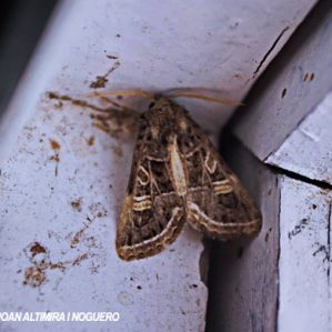 Leucochlaena oditis