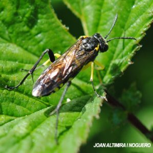 Macrophya montana