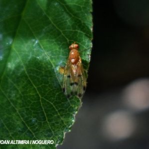 Meiosimyza decempunctata