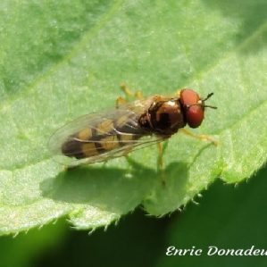 Melanostoma mellinum