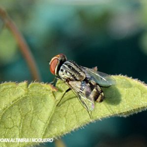 Miltogramma