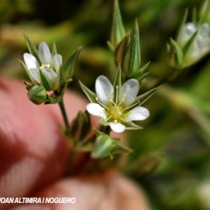 Minuartia rubra subsp. cymifera
