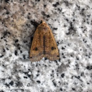 Noctua pronuba