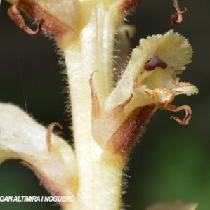 Orobanche clausonis
