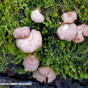 Panellus stipticus