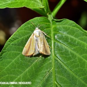 Pardoxia graellsii