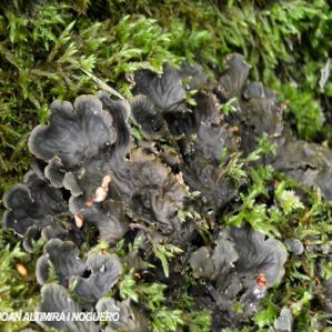 Peltigera praetextata.