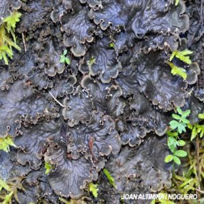 Peltigera praetextata.