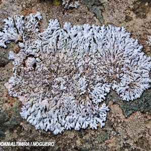 Phaeophyscia endococcina
