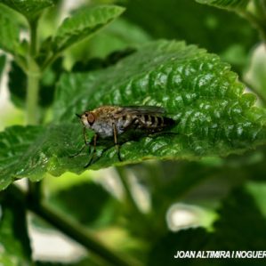 Philipomyia graeca