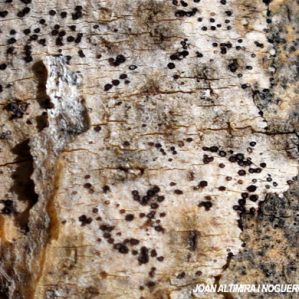 Phomatospora dinemasporium